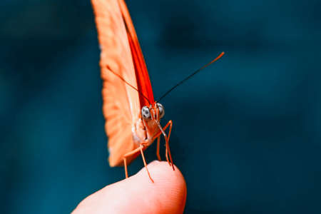 Beautiful Closeup butterfly at your fingertips in a summer gardenの写真素材