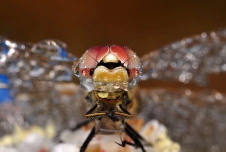 Macro shots, showing of eyes dragonfly and wings detail. Beautiful dragonfly in the nature habitat.