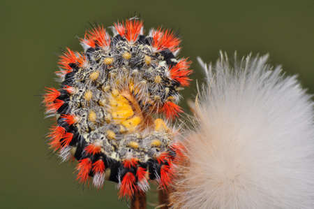 Macro shots, Beautiful nature scene. Close up beautiful caterpillar of butterfly