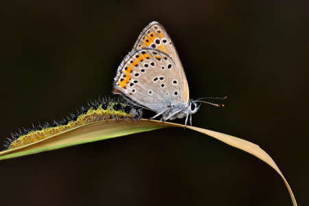 Macro shots, Beautiful nature scene. Closeup beautiful butterfly sitting on the flower in a summer...