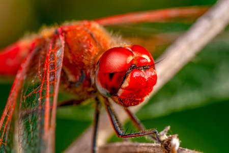 Macro shots, showing of eyes dragonfly and wings detail. Beautiful dragonfly in the nature habitat.の写真素材