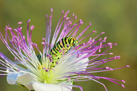 Macro shots, Beautiful nature scene. Close up beautiful caterpillar of butterflyの写真素材
