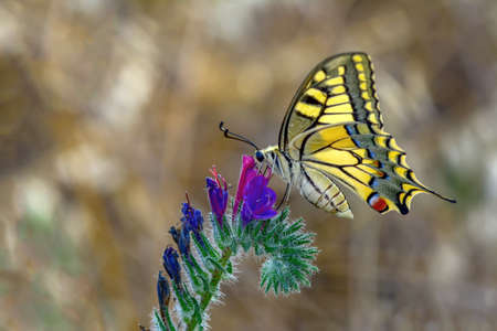 Macro shots, Beautiful nature scene. Closeup beautiful butterfly sitting on the flower in a summer...