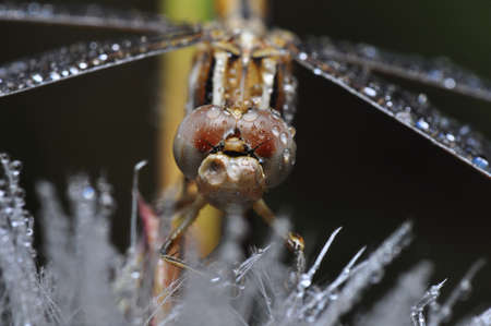 Macro shots, showing of eyes dragonfly and wings detail. Beautiful dragonfly in the nature habitat.の写真素材