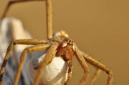 Close up Spider's nest, Cobweb spider. They started making silk to protect their bodies and their...