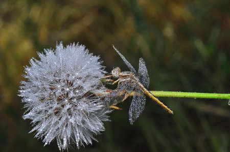 Macro shots, showing of eyes dragonfly and wings detail. Beautiful dragonfly in the nature habitat.の写真素材