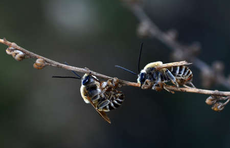 Image of bee or honeybee on yellow flower collects nectar. Golden honeybee on flower pollen with space blur background for text.の写真素材