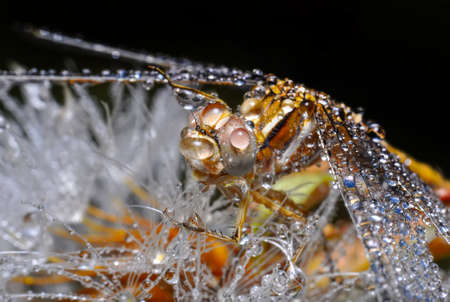 Macro shots, showing of eyes dragonfly and wings detail. Beautiful dragonfly in the nature habitat.の写真素材