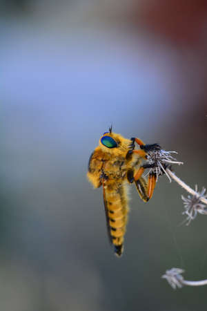 Macro shot of a robber fly in the gardenの写真素材