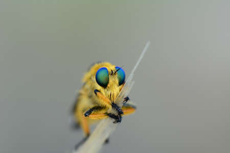 Macro shot of a robber fly in the garden
