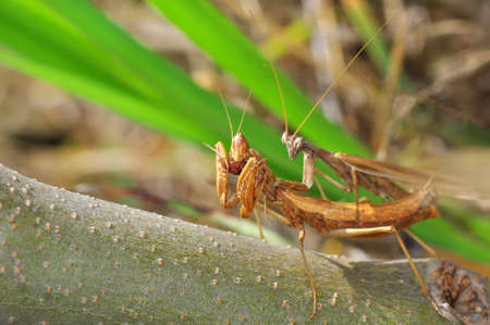 Close up of pair of Beautiful European mantis (Mantis religiosa)