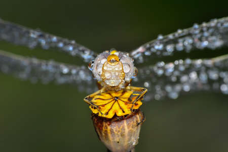 Macro shots, showing of eyes dragonfly and wings detail. Beautiful dragonfly in the nature habitat.の写真素材