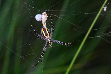 Beautiful spider on a spider web
