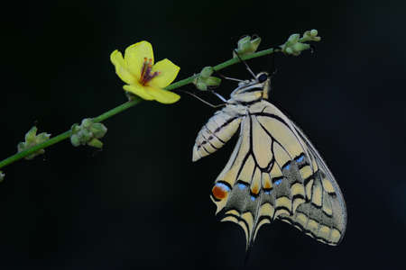 Macro shots, Beautiful nature scene. Closeup beautiful butterfly sitting on the flower in a summer garden.の写真素材