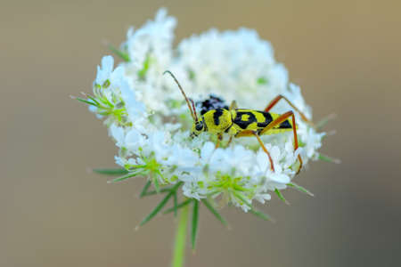 Close up beautiful insect in the garden