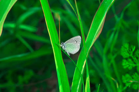 Macro shots, Beautiful nature scene. Closeup beautiful butterfly sitting on the flower in a summer...