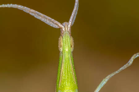 Beautiful Grasshopper macro in green nature
