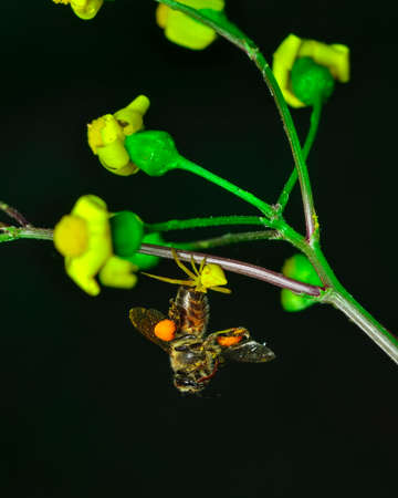 Beautiful Crab spider feasting on bee. Macro photo