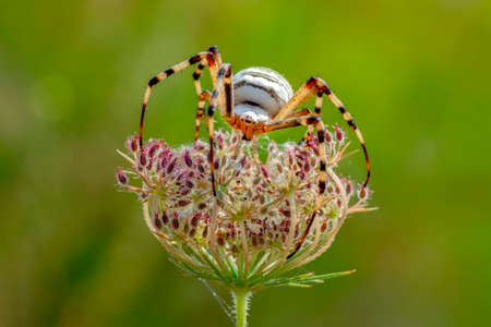 Beautiful spider on a spider web