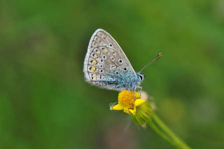 Macro shots, Beautiful nature scene. Closeup beautiful butterfly sitting on the flower in a summer...