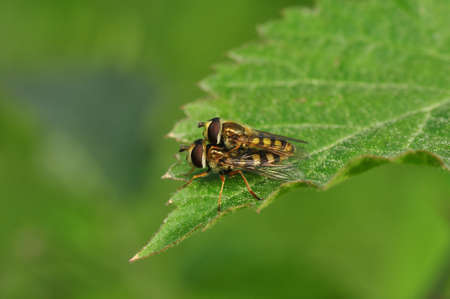 Macro shot of a fly in the garden