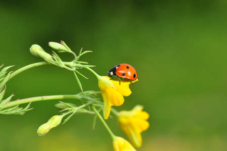 Beautiful Ladybug on dandelion defocused backgroundの写真素材