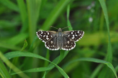 Macro Photography of Moth on Twig of Plant.の写真素材