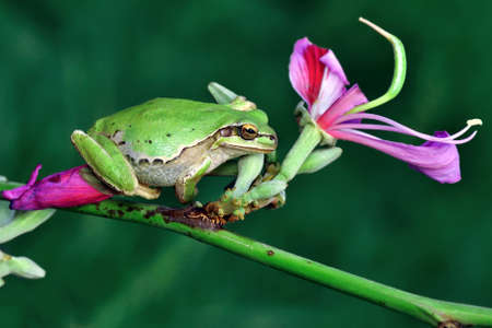 Beautiful Europaean Tree frog Hyla arborea
