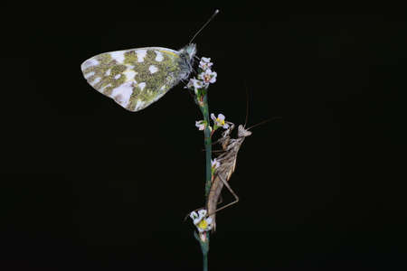 Macro shots, Beautiful nature scene. Closeup beautiful butterfly sitting on the flower in a summer...