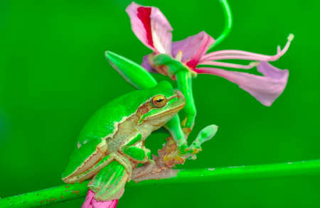 Beautiful Europaean Tree frog Hyla arborea
