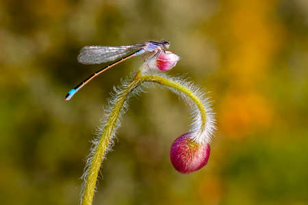 Macro shots, showing of eyes dragonfly and wings detail. Beautiful dragonfly in the nature habitat.の写真素材