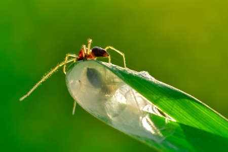 Beautiful spider on a spider webの写真素材