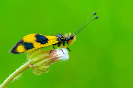 Ownfly, Libelloides is a genus of net-winged insects belonging to the family Ascalaphidae subfamily Ascalaphinae.の写真素材