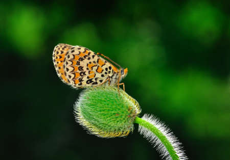 Macro shots, Beautiful nature scene. Closeup beautiful butterfly sitting on the flower in a summer...