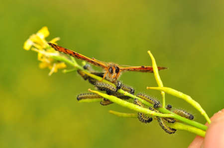 Macro shots, Beautiful nature scene. Close up beautiful caterpillar of butterflyの写真素材