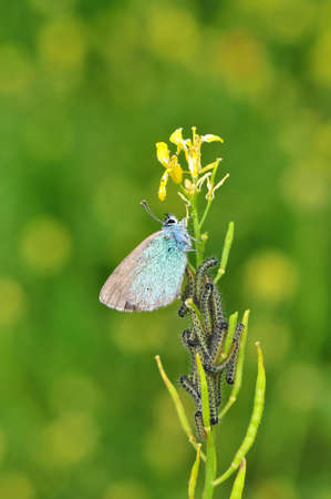Macro shots, Beautiful nature scene. Closeup beautiful butterfly sitting on the flower in a summer...