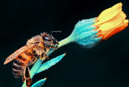 Image of bee or honeybee on yellow flower collects nectar. Golden honeybee on flower pollen with...