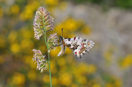 Macro shots, Beautiful nature scene. Closeup beautiful butterfly sitting on the flower in a summer...
