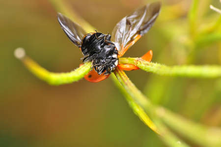 Beautiful Ladybug on dandelion defocused background