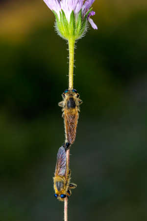 Macro shot of a robber fly in the garden
