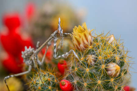 Close up of pair of Beautiful European mantis (Mantis religiosa)の写真素材