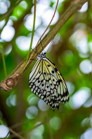 Macro shots, Beautiful nature scene. Closeup beautiful butterfly sitting on the flower in a summer...