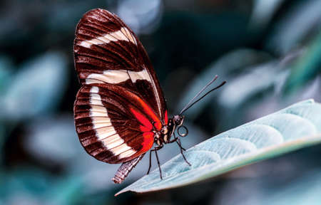 Macro shots, Beautiful nature scene. Closeup beautiful butterfly sitting on the flower in a summer...
