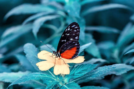 Macro shots, Beautiful nature scene. Closeup beautiful butterfly sitting on the flower in a summer garden.の写真素材
