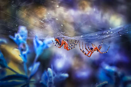 Beautiful spider on a spider web