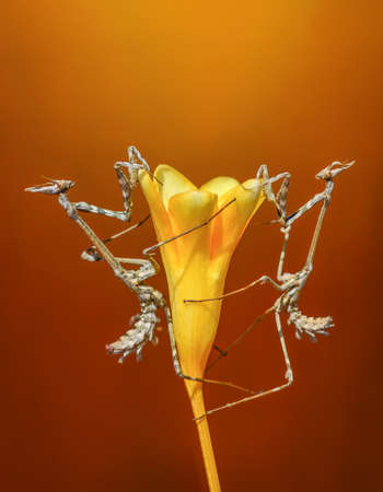 Close up of pair of Beautiful European mantis (Mantis religiosa)の写真素材