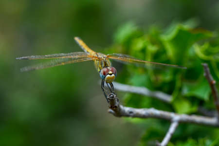 Macro shots, showing of eyes dragonfly and wings detail. Beautiful dragonfly in the nature habitat.の写真素材
