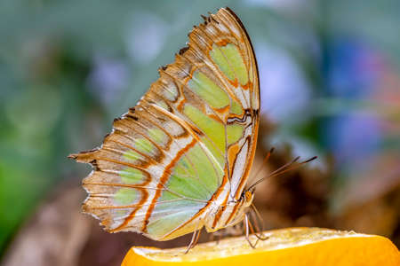 Macro shots, Beautiful nature scene. Closeup beautiful butterfly sitting on the flower in a summer...