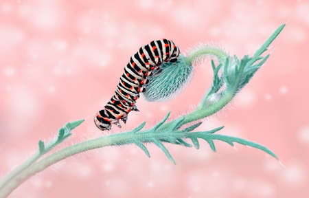 Macro shots, Beautiful nature scene. Close up beautiful caterpillar of butterflyの写真素材