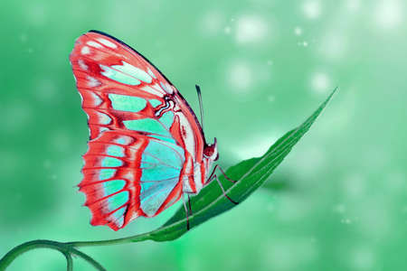 Macro shots, Beautiful nature scene. Closeup beautiful butterfly sitting on the flower in a summer...